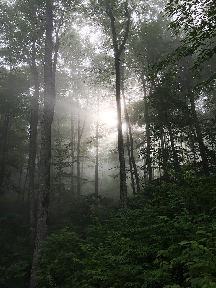 Vision - Balsam Mountain Preserve