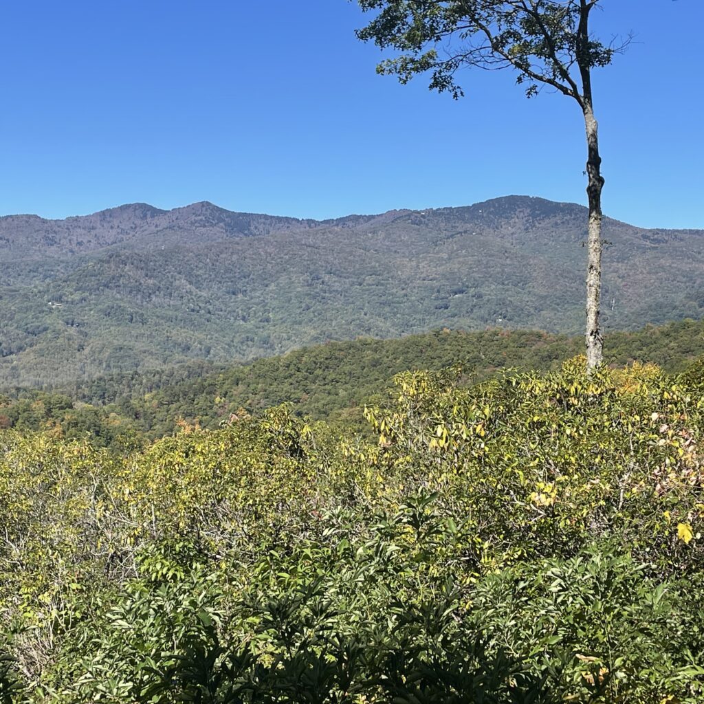 image 20241009 172102 21d6d934