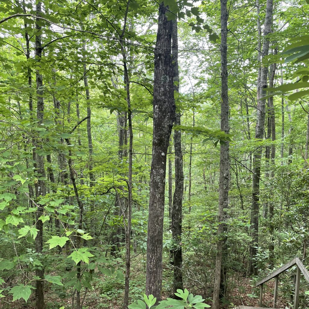 image 20240606 154654 74c0e64f