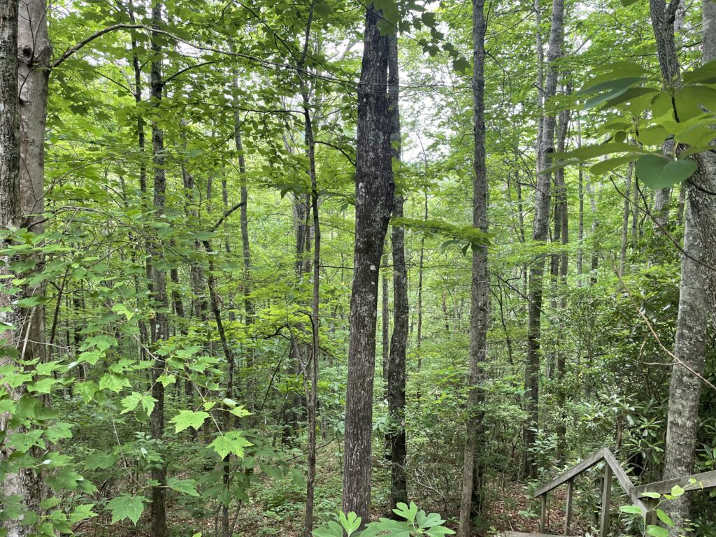 image 20240606 154654 74c0e64f